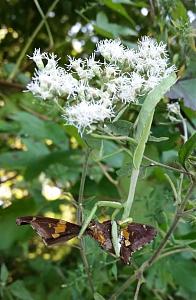 Click image for larger version

Name:	FB_IMG_1536203604241.jpg
Views:	271
Size:	172.8 KB
ID:	246339