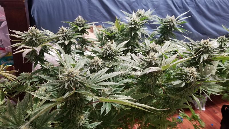 Click image for larger version

Name:	20180803_163236.jpg
Views:	472
Size:	1.97 MB
ID:	238191