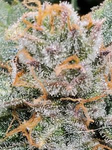 Click image for larger version

Name:	20200408_105159_copy_1209x1612.jpg
Views:	600
Size:	490.0 KB
ID:	392889