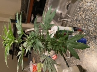 Click image for larger version

Name:	FFAD8B12-5C8F-4FDE-9651-F05AB3F1E0A9.jpeg
Views:	386
Size:	30.2 KB
ID:	383532