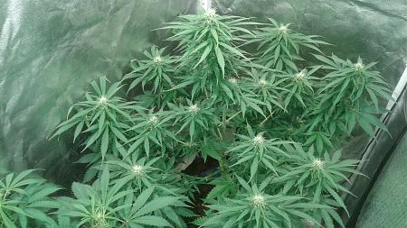 Click image for larger version

Name:	20180822_050443.jpg
Views:	241
Size:	857.0 KB
ID:	239729