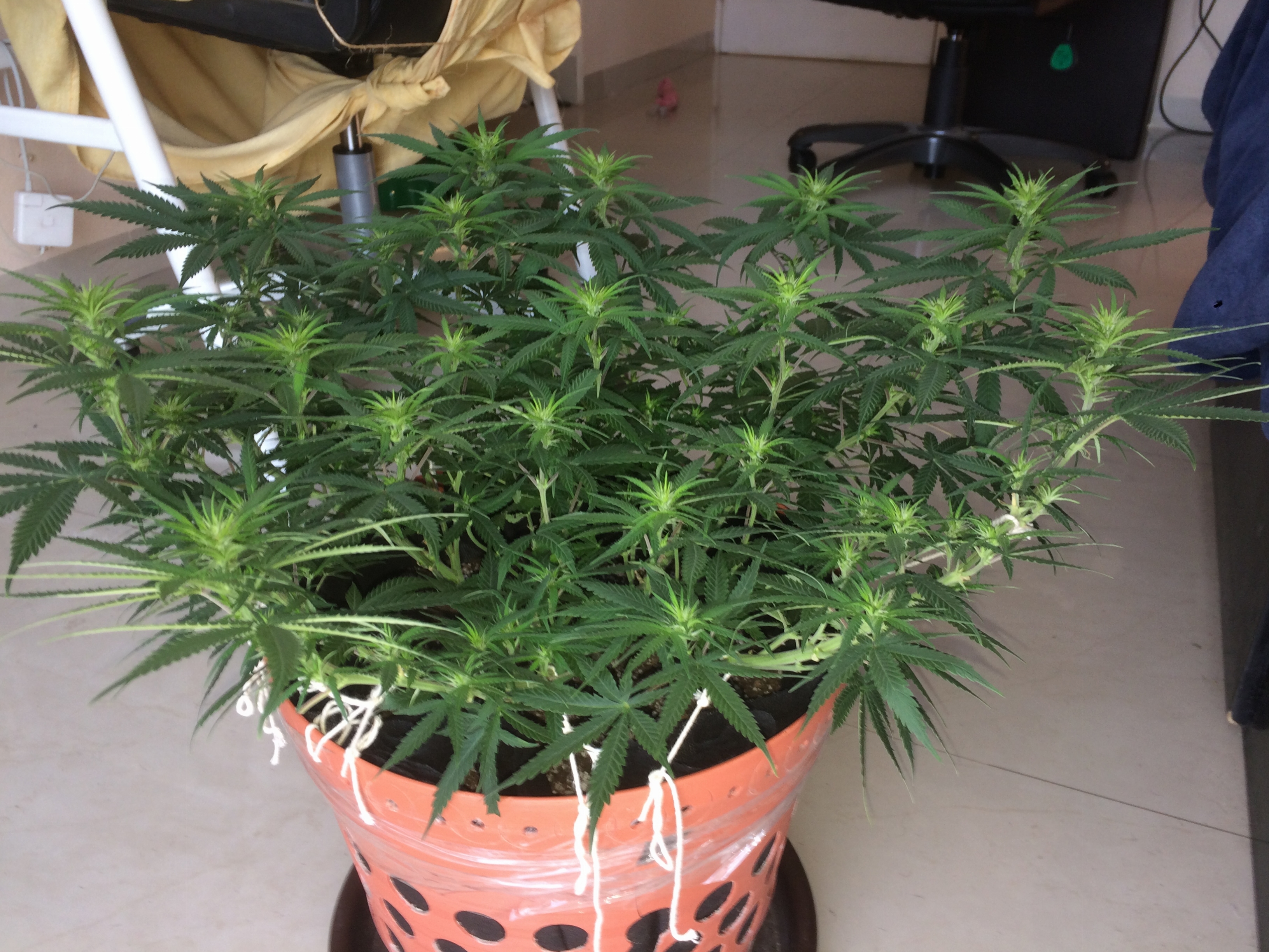 Click image for larger version

Name:	IMG_2075.JPG
Views:	131
Size:	4.08 MB
ID:	80382