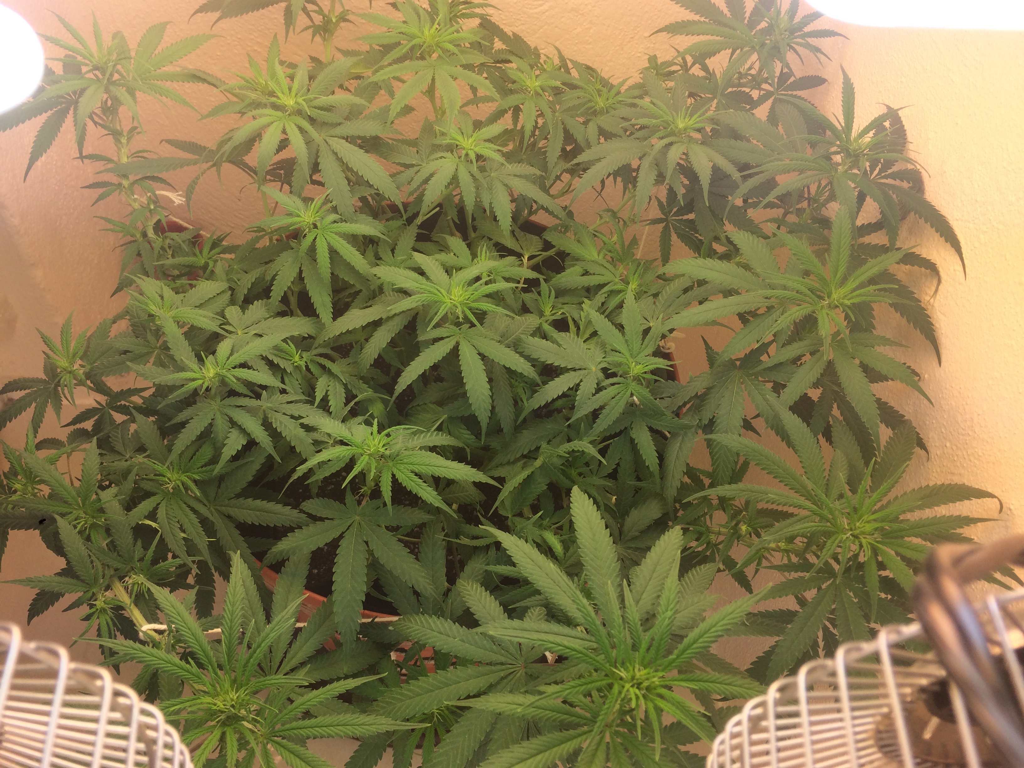 Click image for larger version

Name:	IMG_2044.JPG
Views:	115
Size:	4.06 MB
ID:	78198