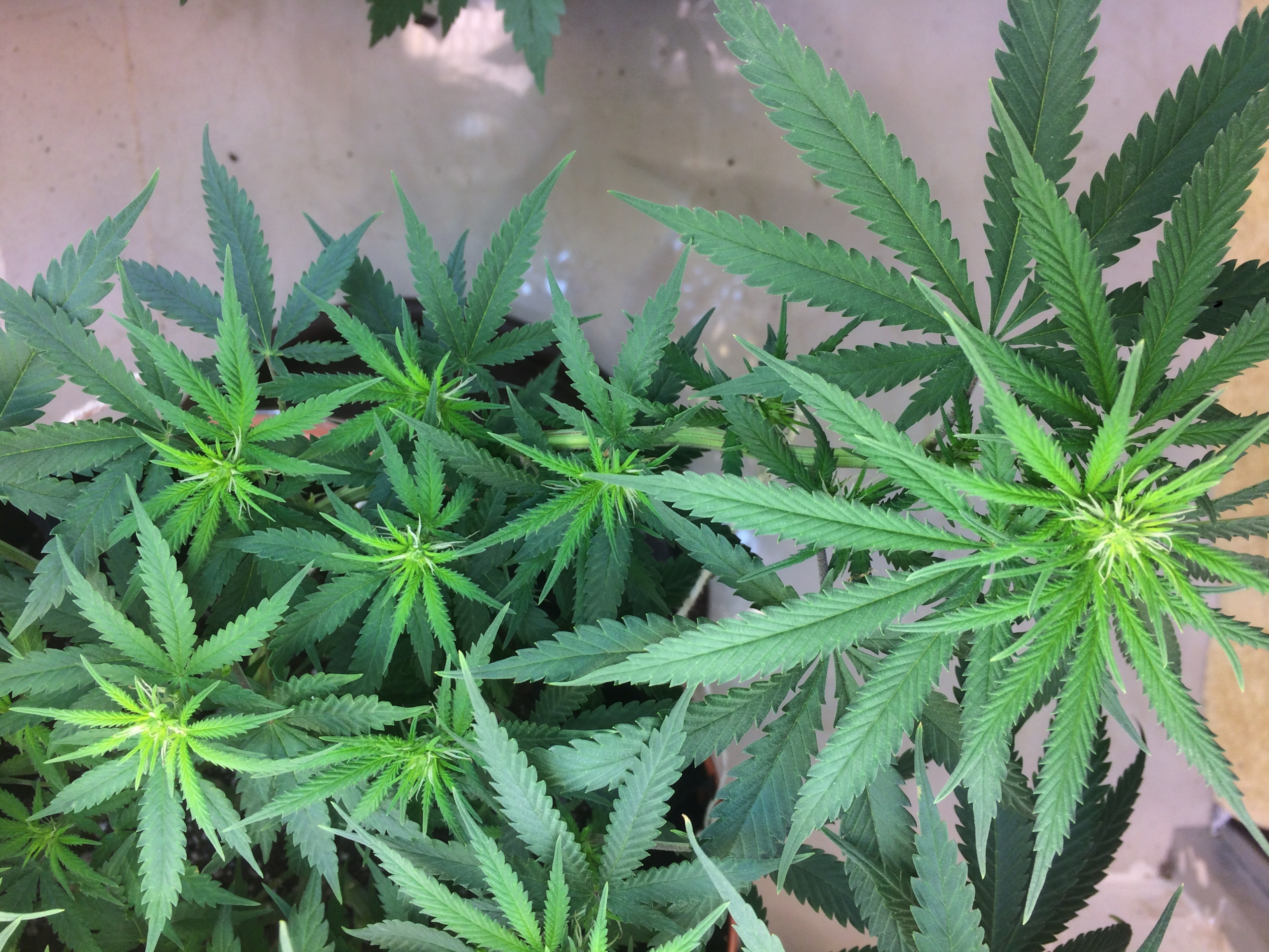 Click image for larger version

Name:	IMG_2061.JPG
Views:	199
Size:	4.61 MB
ID:	79071