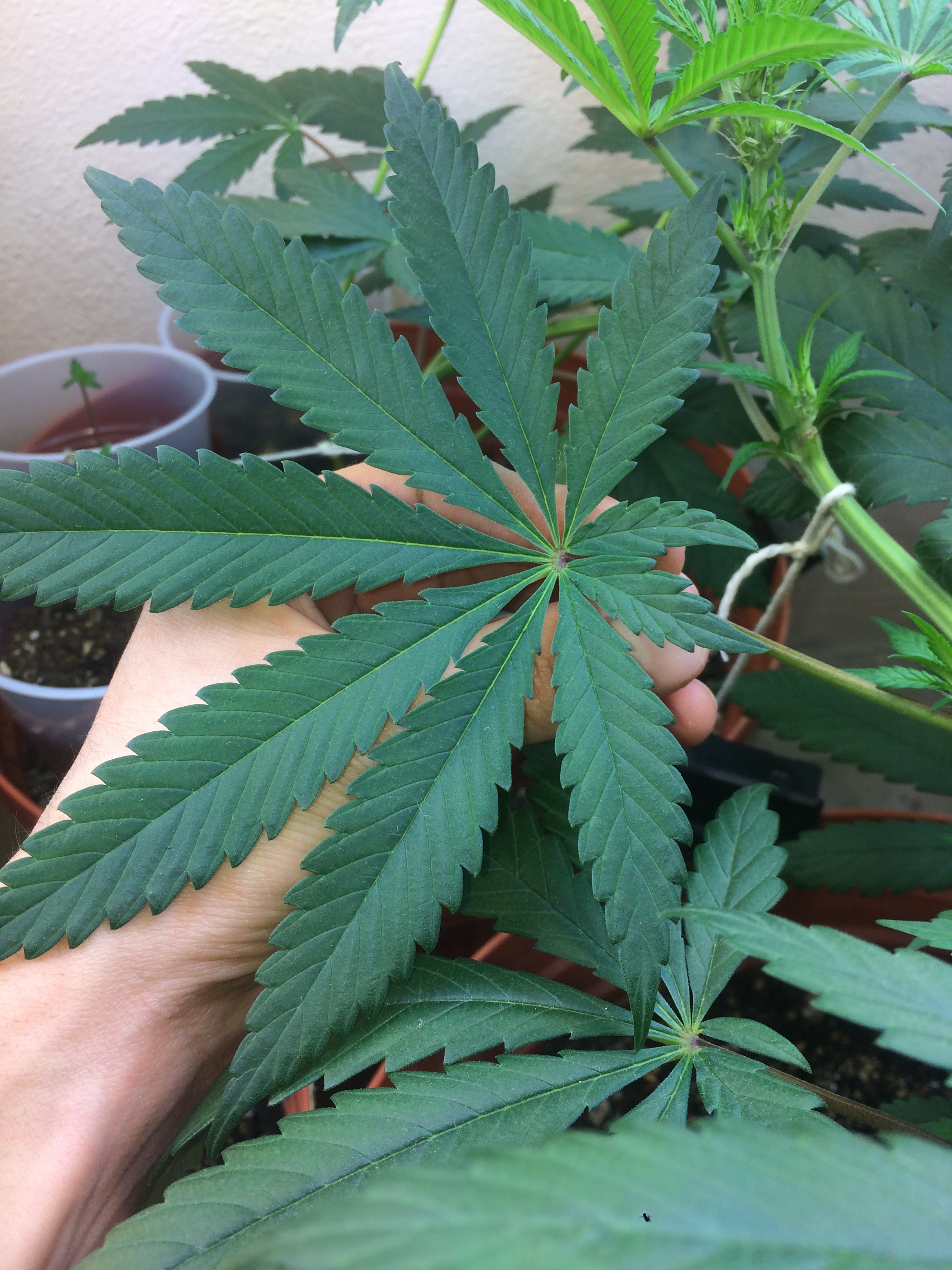 Click image for larger version

Name:	IMG_2085.JPG
Views:	160
Size:	3.79 MB
ID:	81407