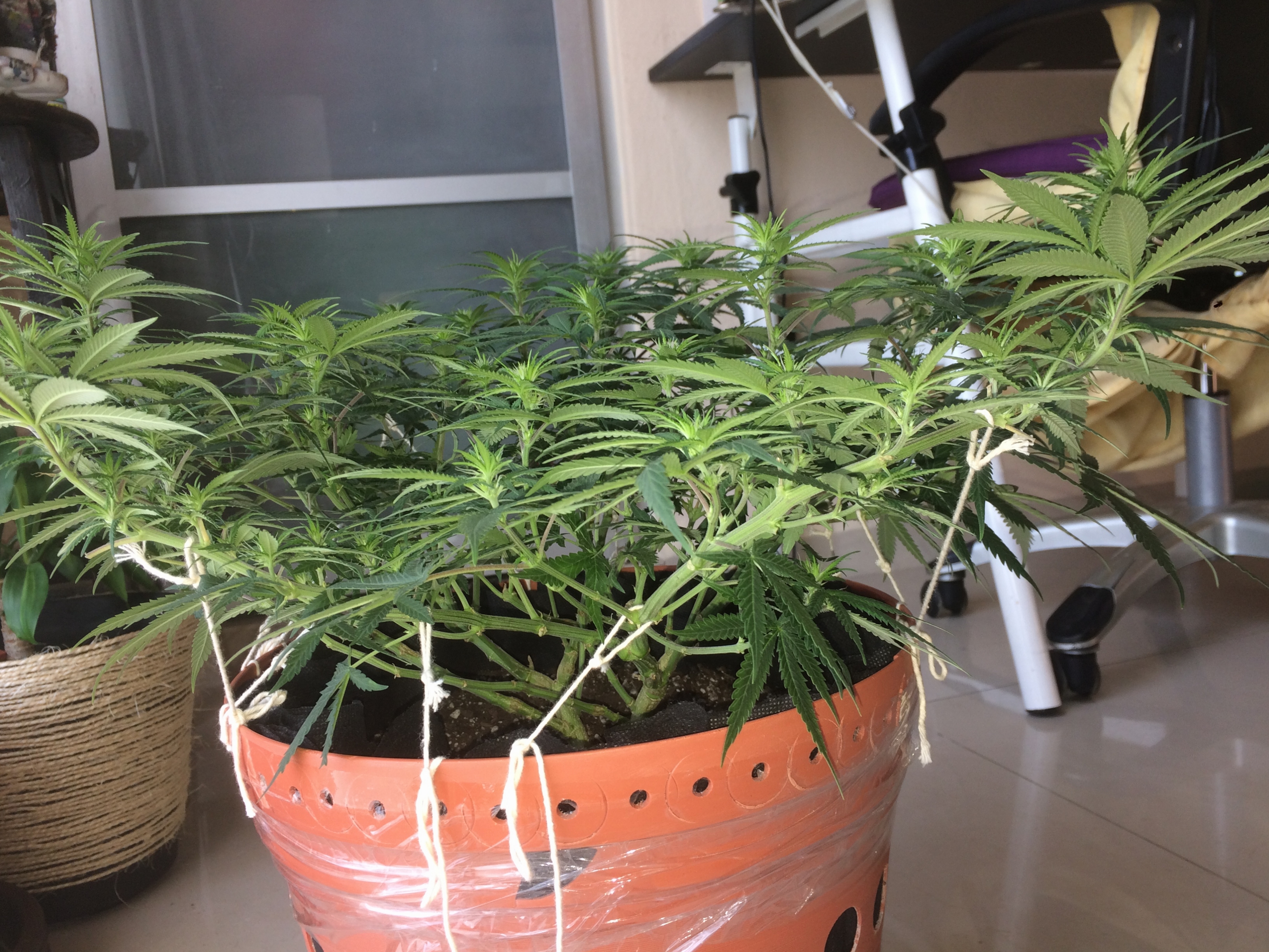 Click image for larger version

Name:	IMG_2077.JPG
Views:	147
Size:	4.39 MB
ID:	80385