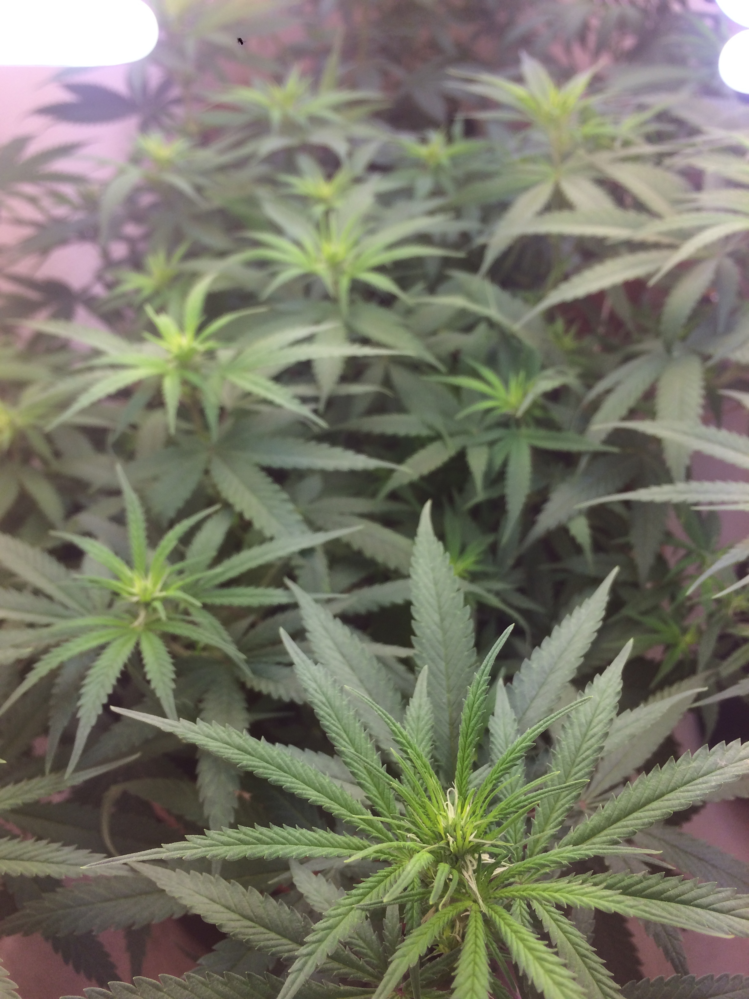 Click image for larger version

Name:	IMG_2056.JPG
Views:	213
Size:	3.11 MB
ID:	79065