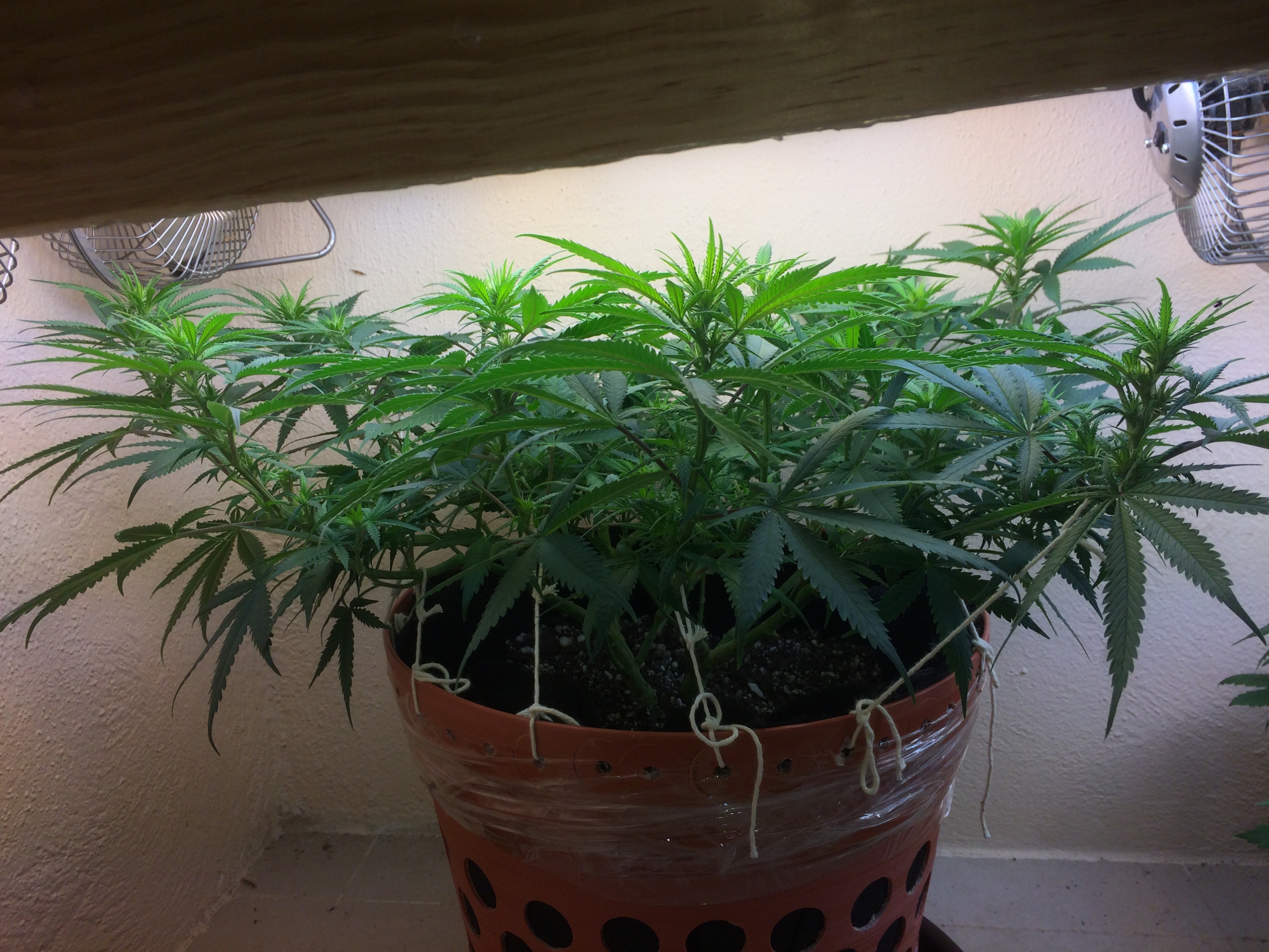 Click image for larger version

Name:	IMG_2054.JPG
Views:	161
Size:	4.21 MB
ID:	79067