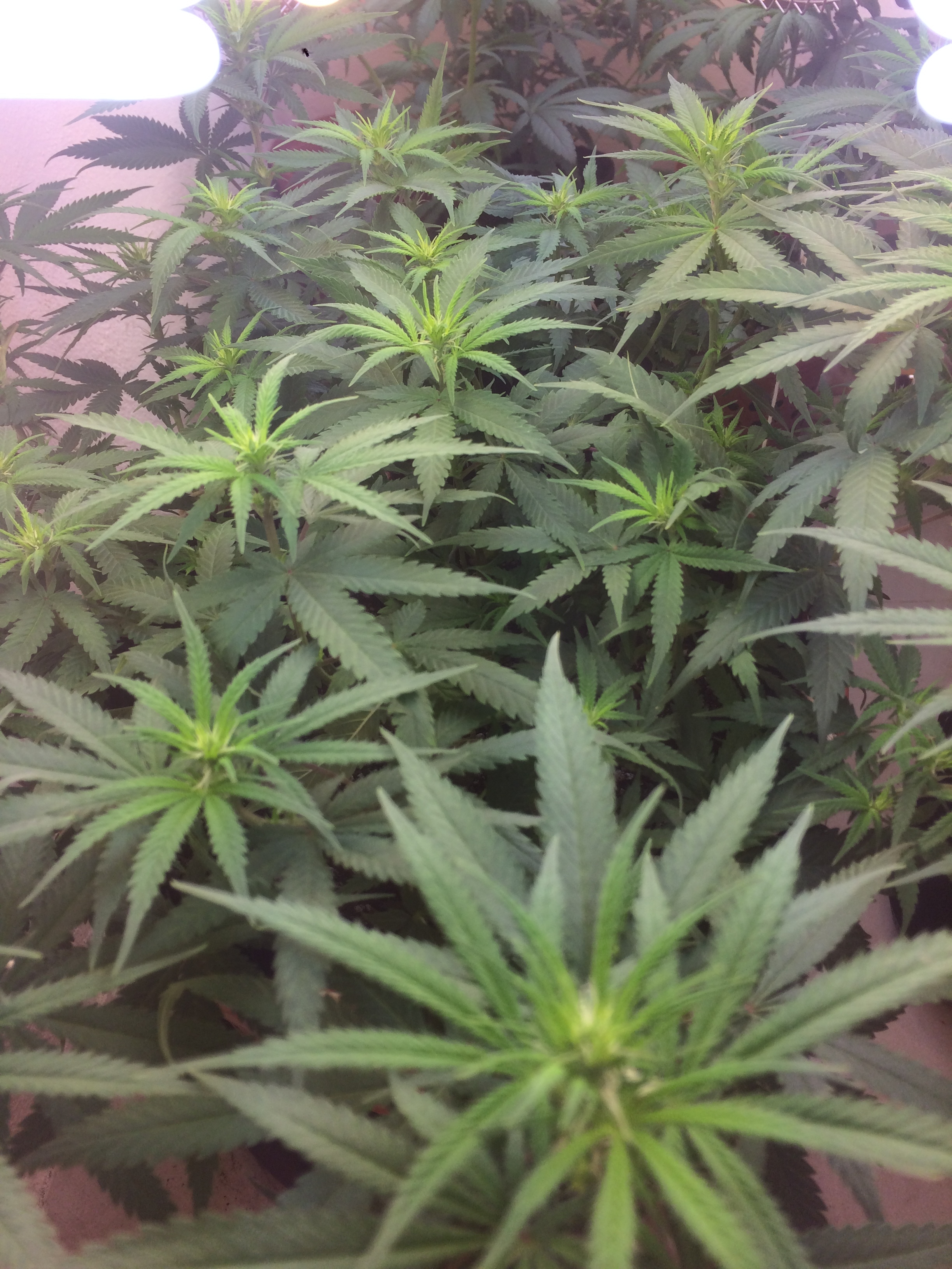 Click image for larger version

Name:	IMG_2057.JPG
Views:	144
Size:	3.47 MB
ID:	79068