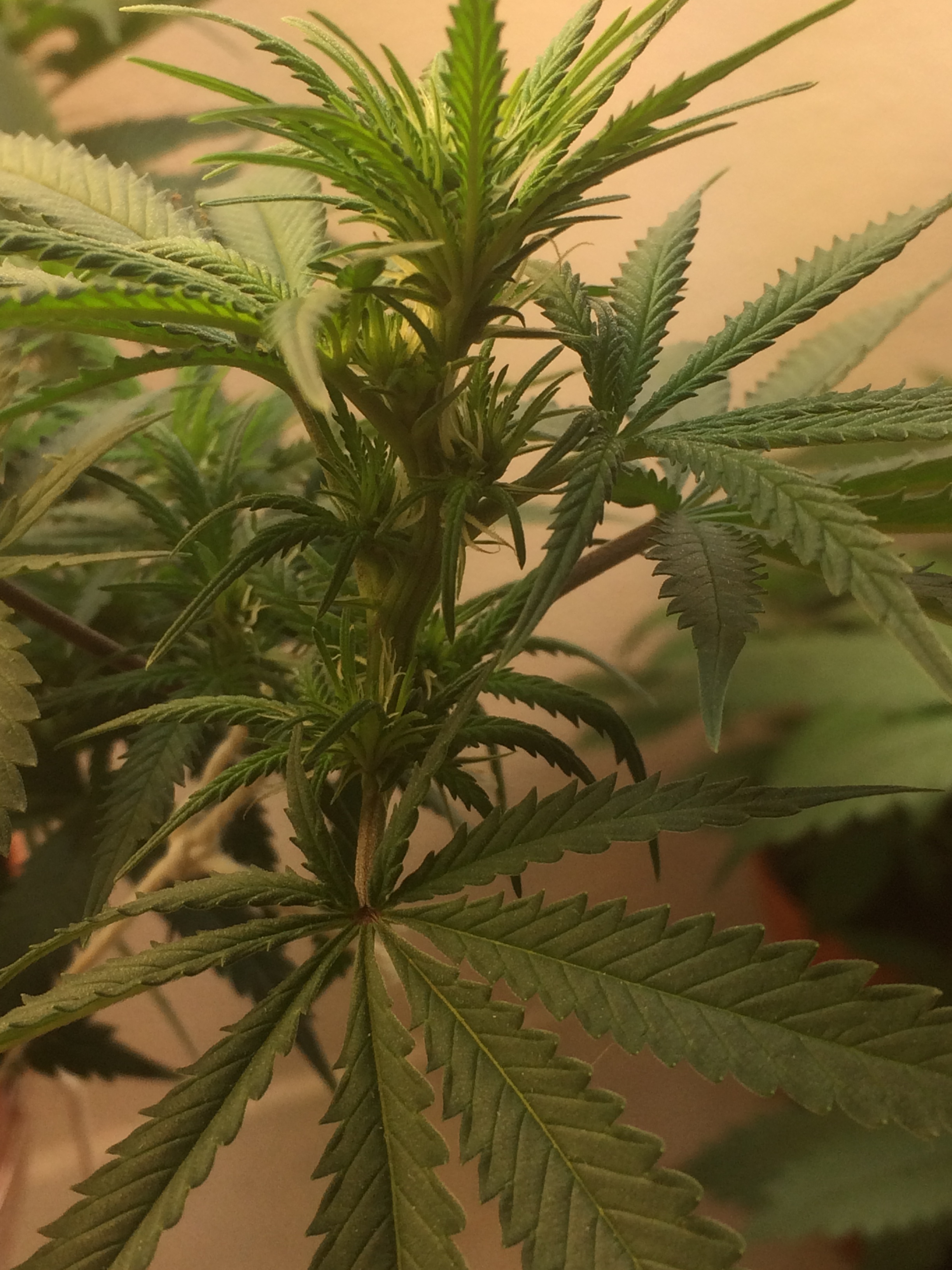 Click image for larger version

Name:	IMG_2058.JPG
Views:	139
Size:	2.76 MB
ID:	79069