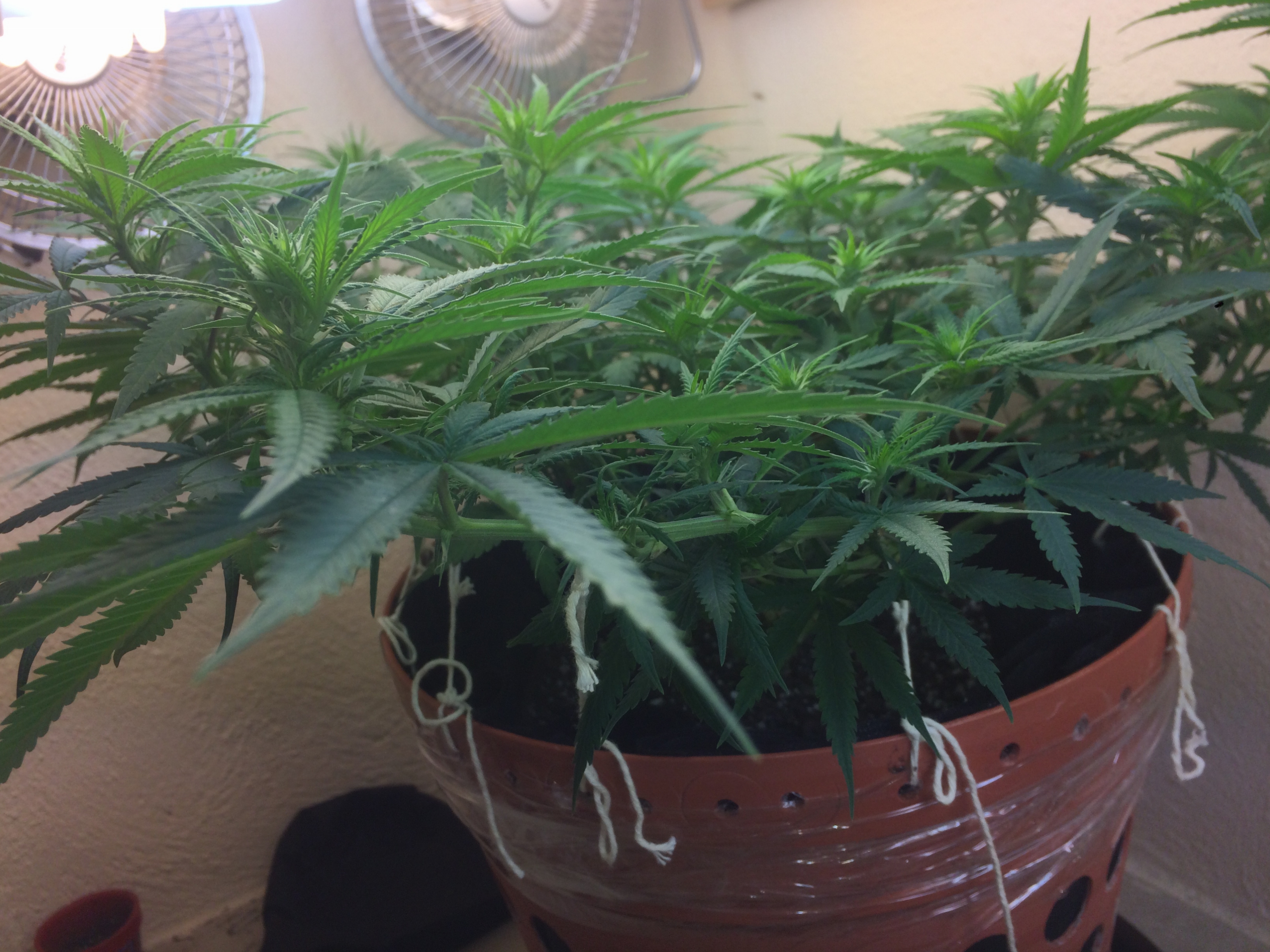 Click image for larger version

Name:	IMG_2060.JPG
Views:	145
Size:	3.60 MB
ID:	79070