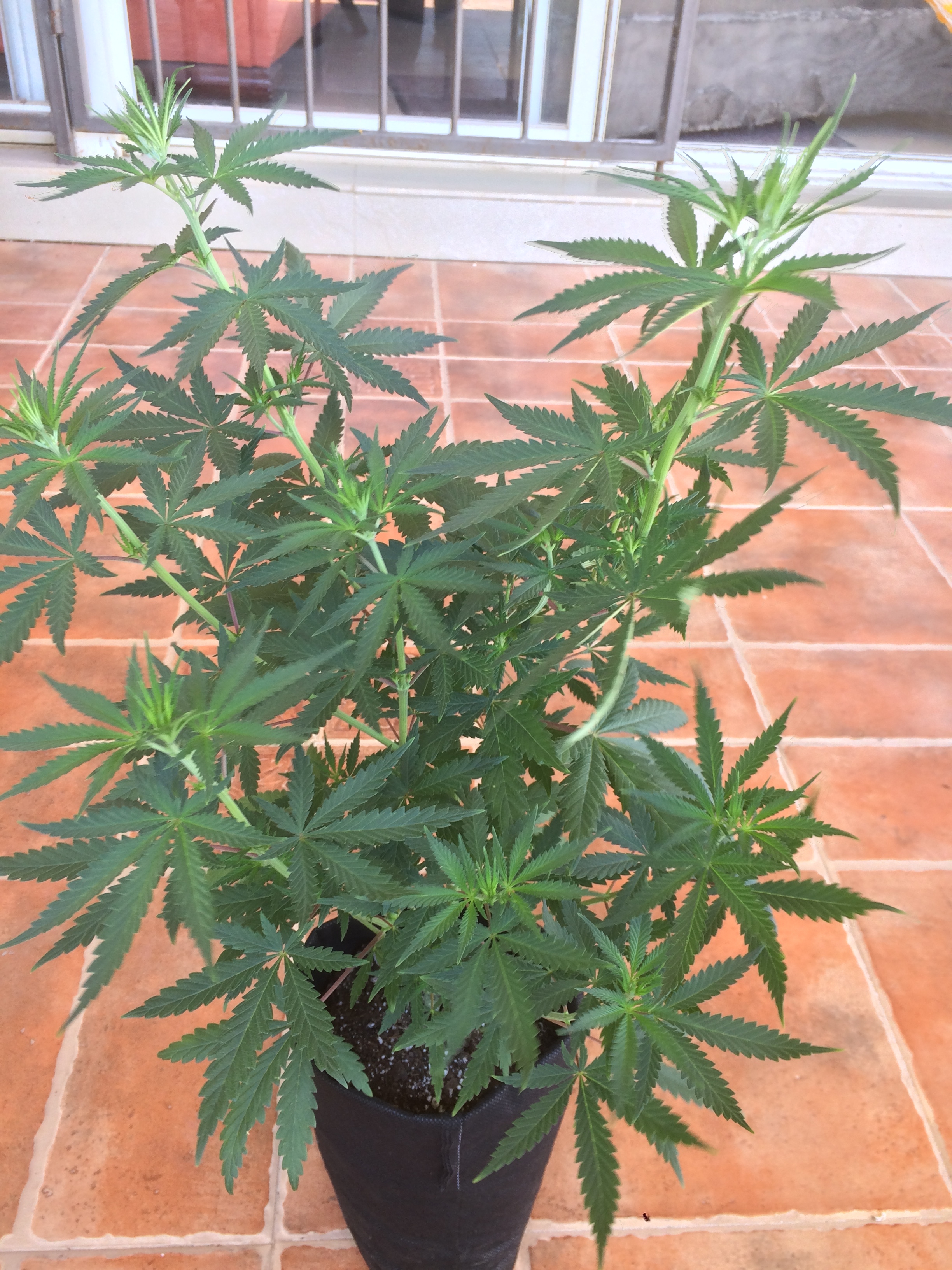 Click image for larger version

Name:	IMG_2069.JPG
Views:	135
Size:	3.88 MB
ID:	79515