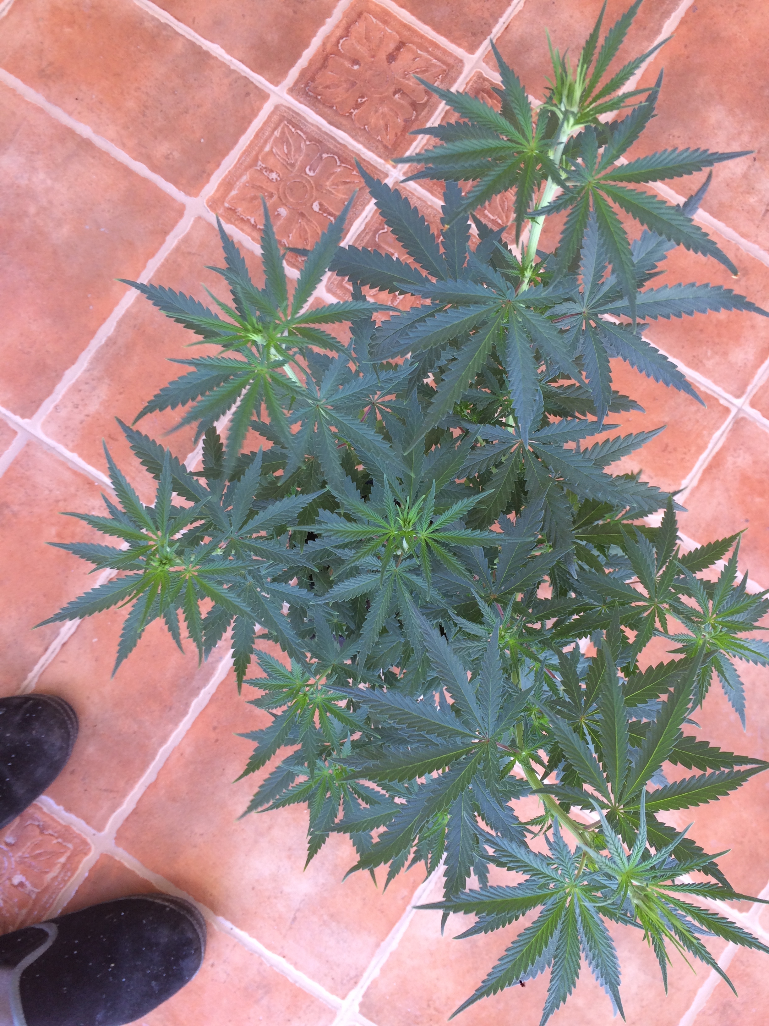 Click image for larger version

Name:	IMG_2068.JPG
Views:	159
Size:	4.16 MB
ID:	79516