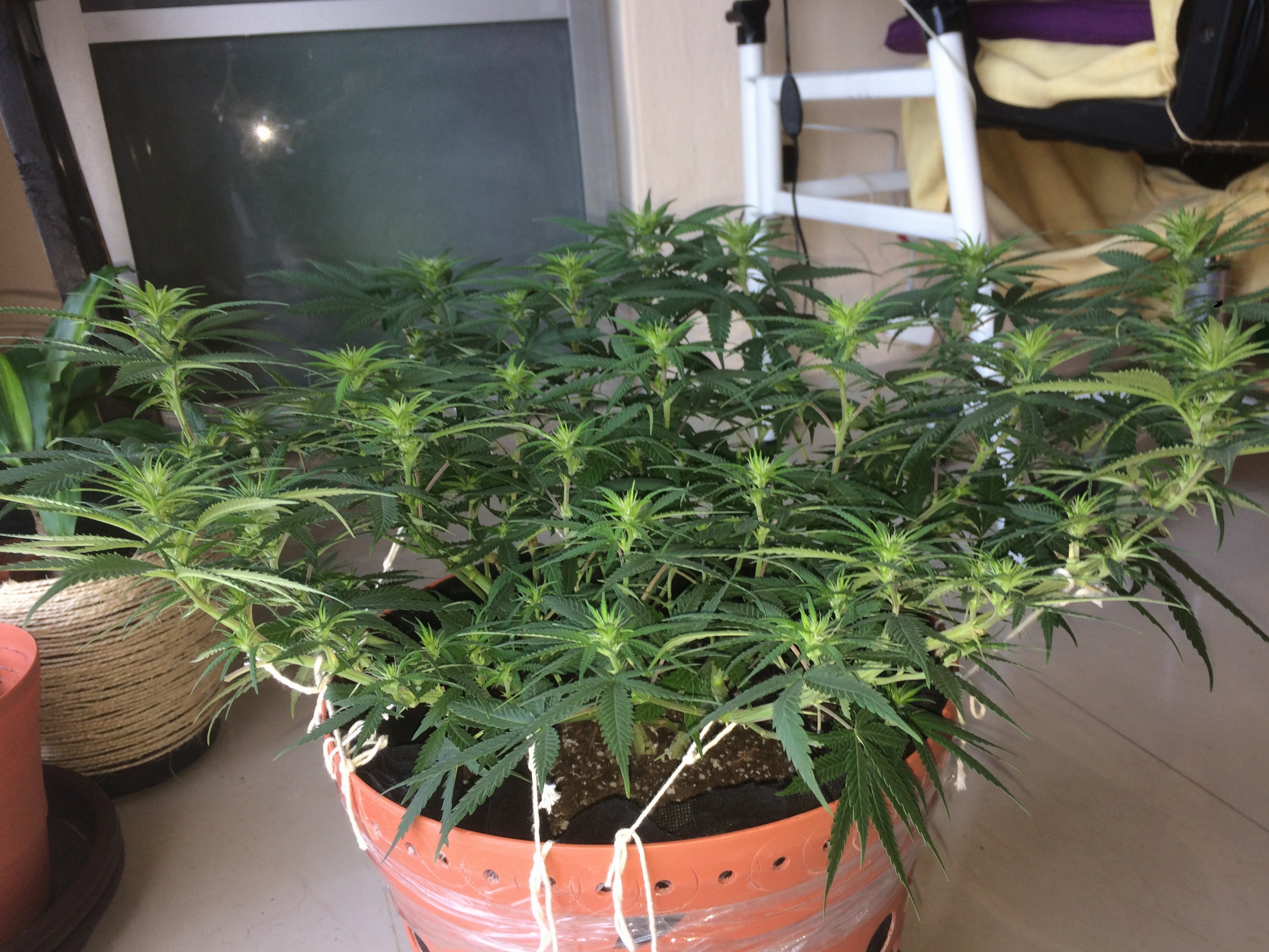 Click image for larger version

Name:	IMG_2078.JPG
Views:	135
Size:	4.34 MB
ID:	80383