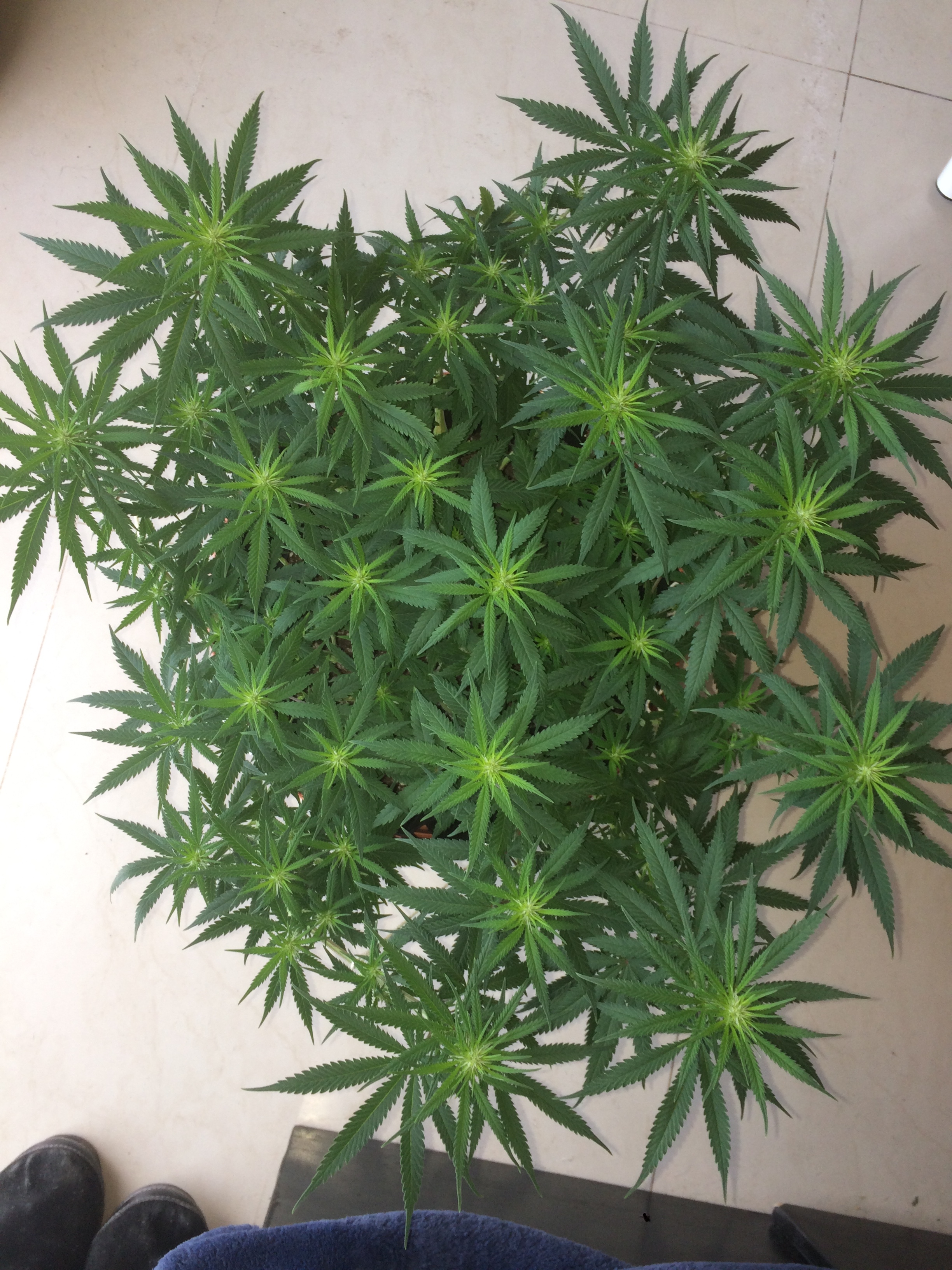 Click image for larger version

Name:	IMG_2074.JPG
Views:	161
Size:	3.89 MB
ID:	80384