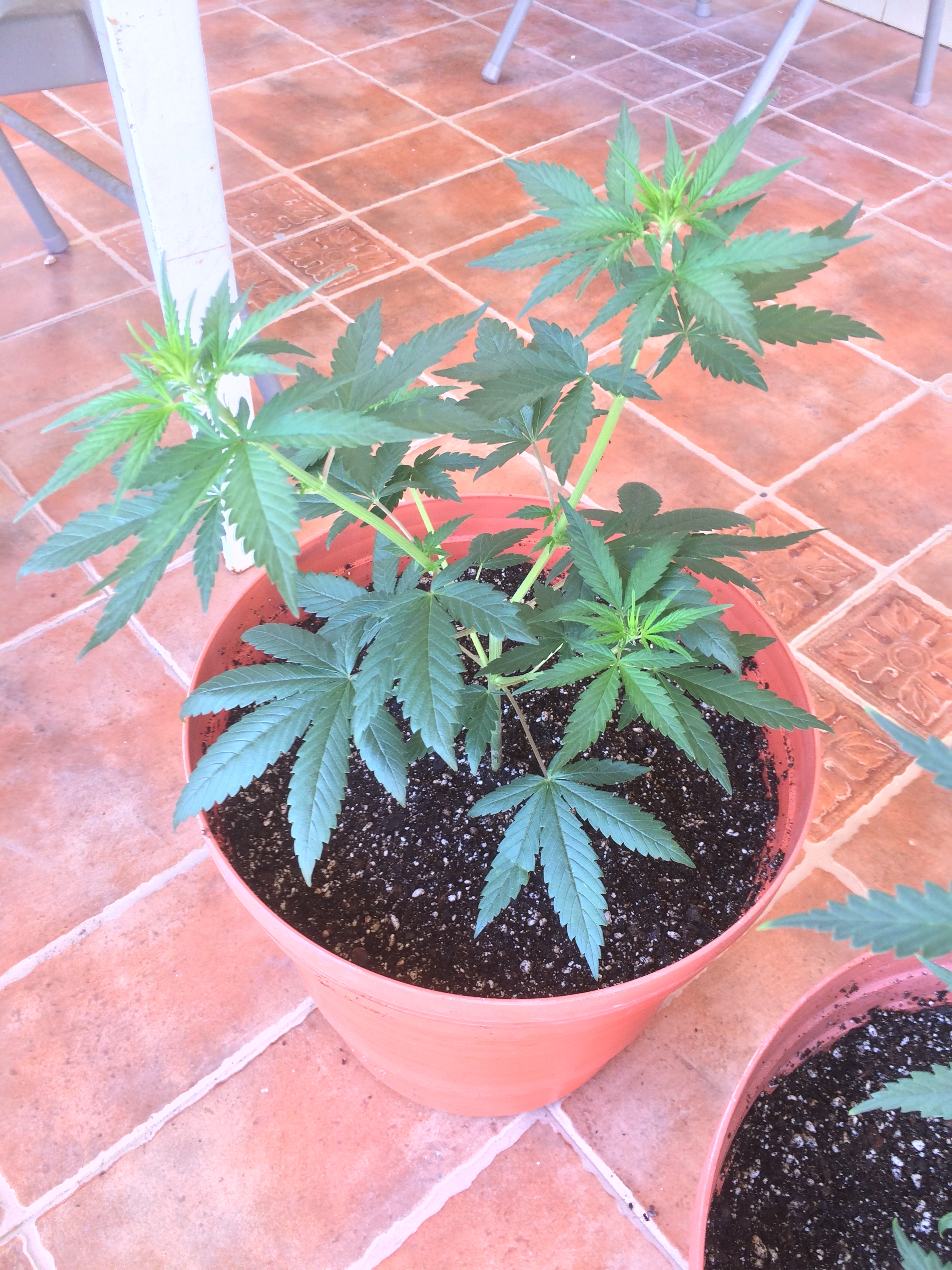 Click image for larger version

Name:	IMG_2070.JPG
Views:	141
Size:	4.14 MB
ID:	79518