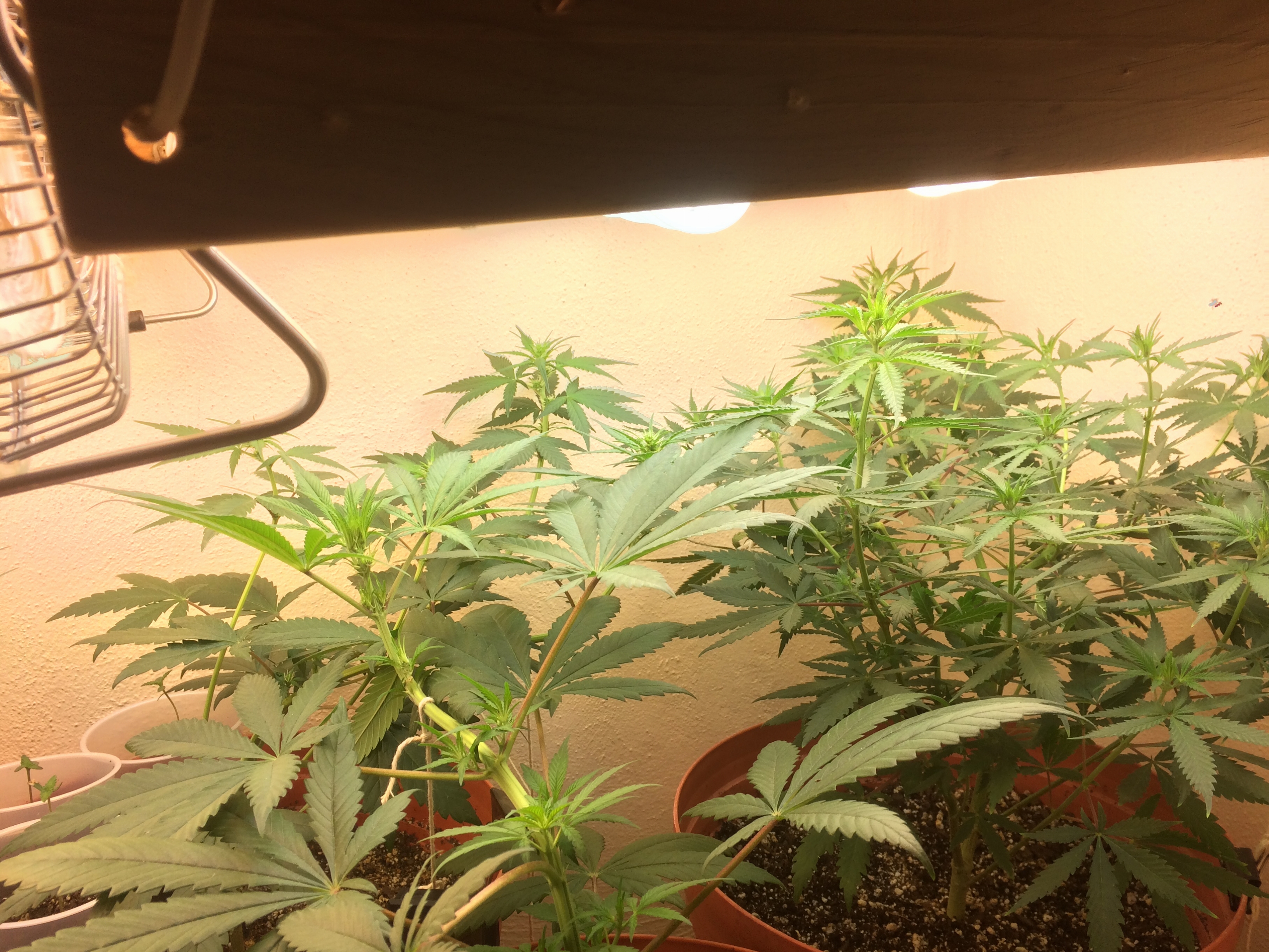 Click image for larger version

Name:	IMG_2083.JPG
Views:	148
Size:	4.37 MB
ID:	81411