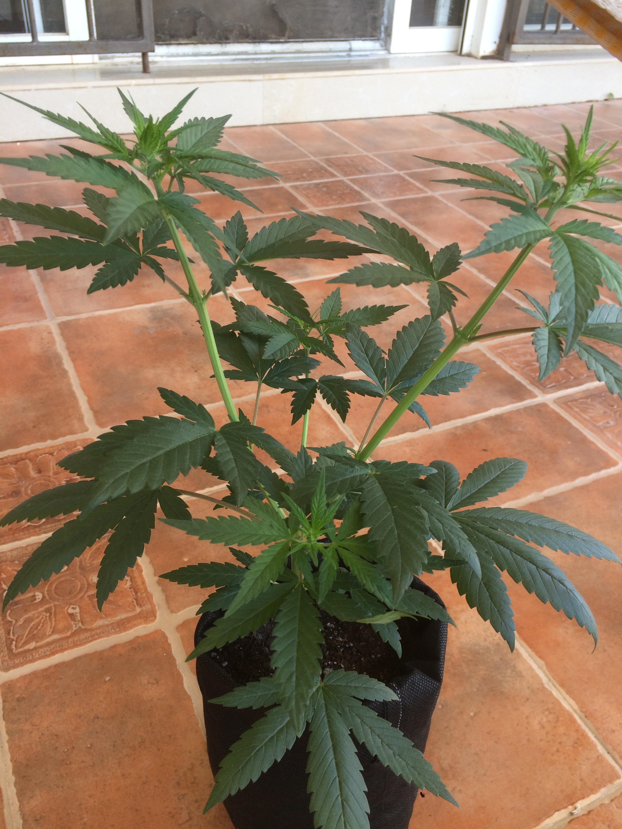 Click image for larger version

Name:	IMG_2067.JPG
Views:	147
Size:	3.54 MB
ID:	79517