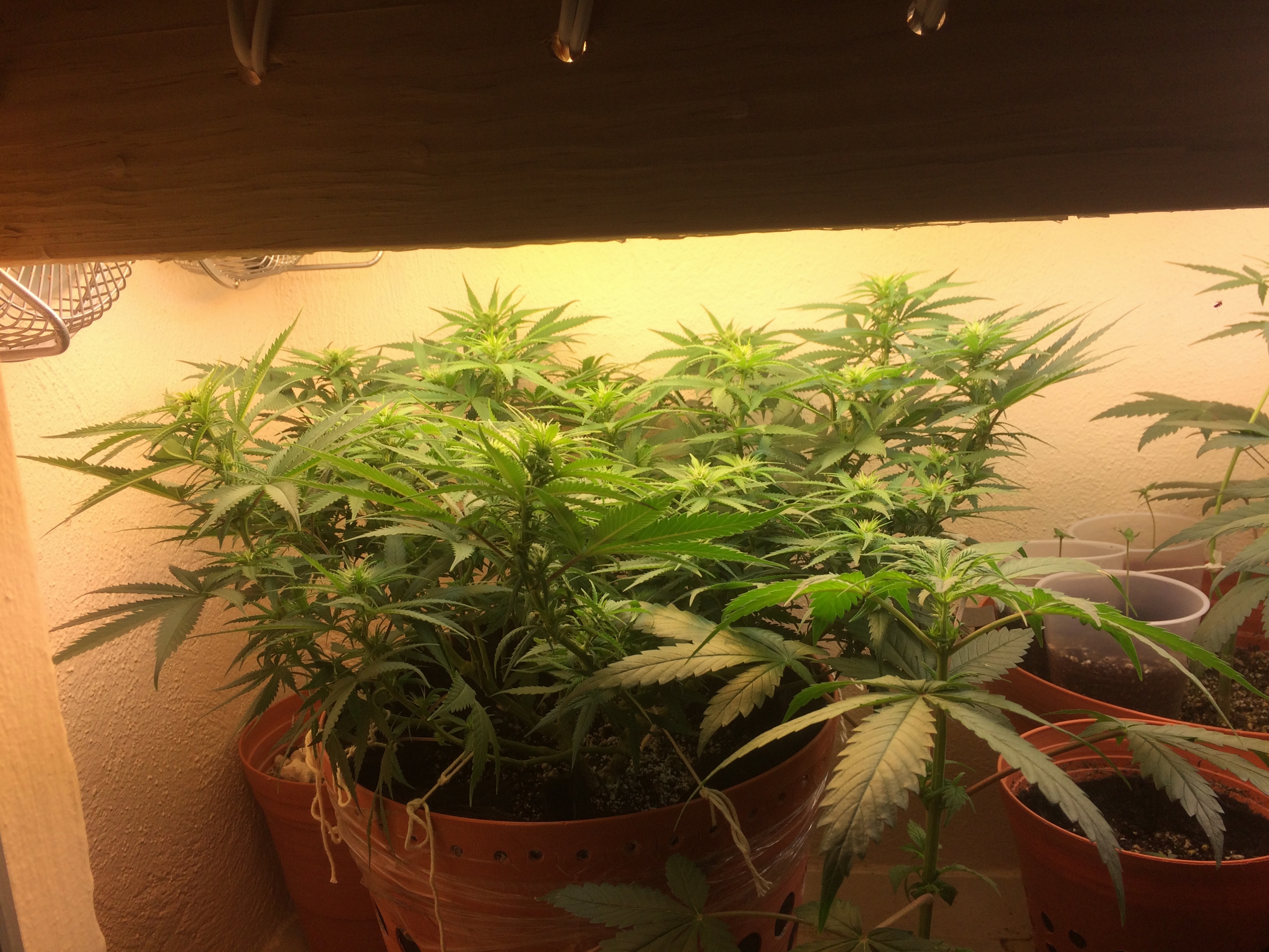 Click image for larger version

Name:	IMG_2082.JPG
Views:	136
Size:	4.32 MB
ID:	81408