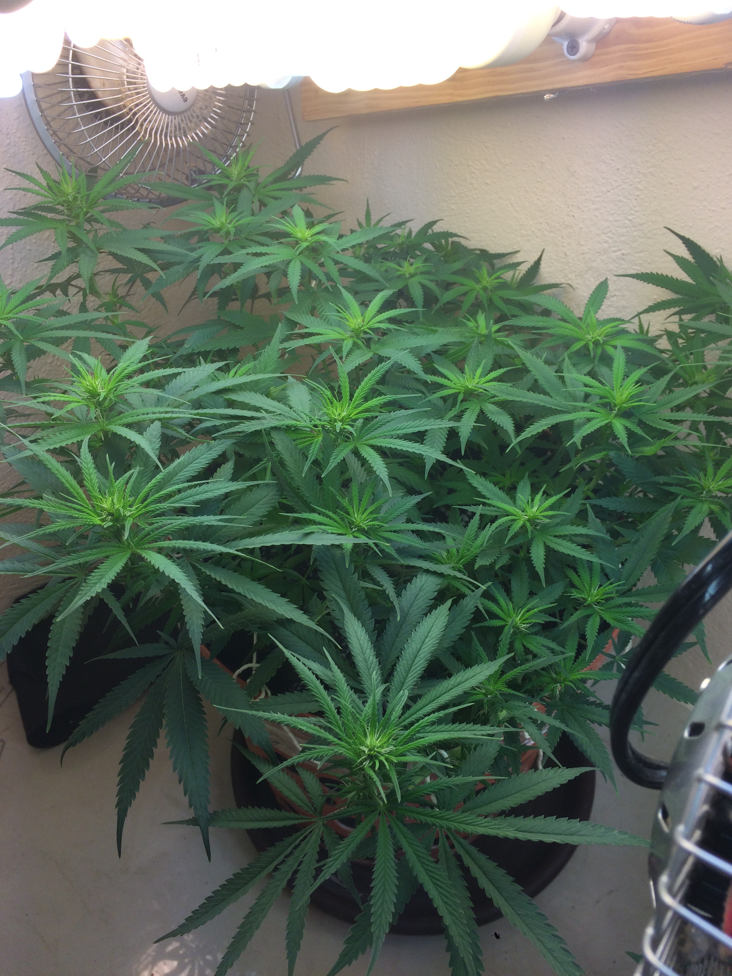 Click image for larger version

Name:	IMG_2055.JPG
Views:	131
Size:	3.67 MB
ID:	79066