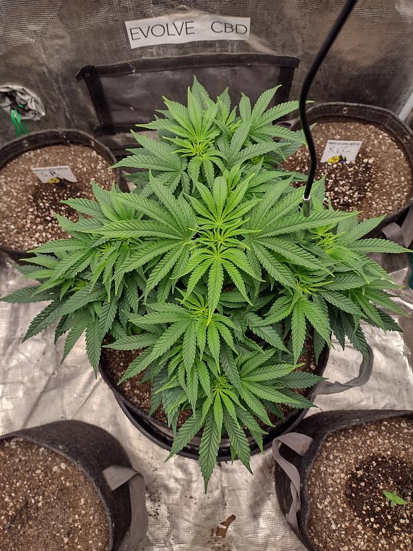 Click image for larger version

Name:	IMG_20260326_072400411_HDR.jpg
Views:	22
Size:	3.52 MB
ID:	664384