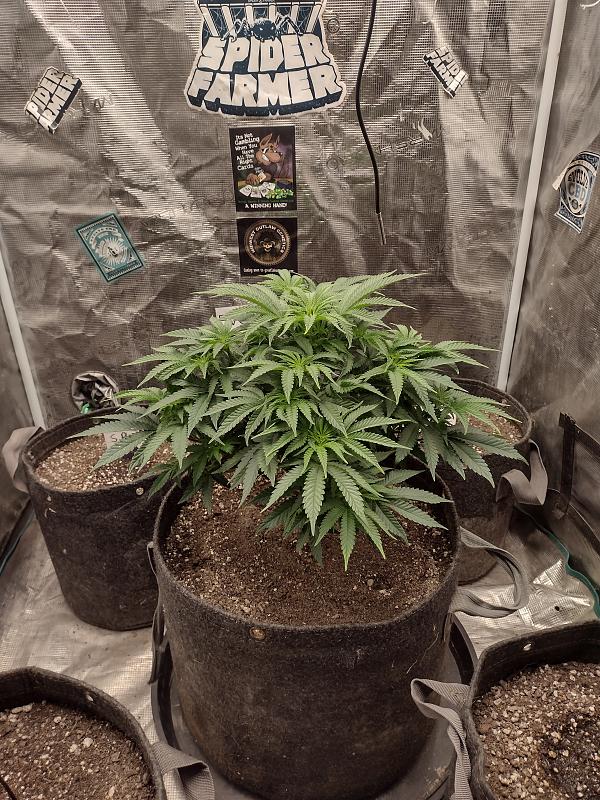 Click image for larger version

Name:	IMG_20260326_072335949_HDR.jpg
Views:	20
Size:	3.82 MB
ID:	664385