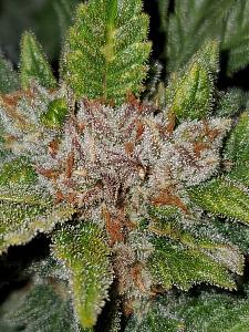 Click image for larger version

Name:	20200307_153805_copy_1209x1612.jpg
Views:	527
Size:	756.8 KB
ID:	381895