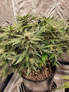 Click image for larger version

Name:	20200223_173114-1209x1612.jpg
Views:	553
Size:	873.7 KB
ID:	378283