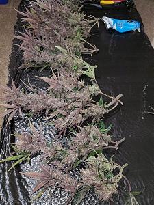 Click image for larger version

Name:	20200301_050015-1209x1612.jpg
Views:	558
Size:	851.1 KB
ID:	380082