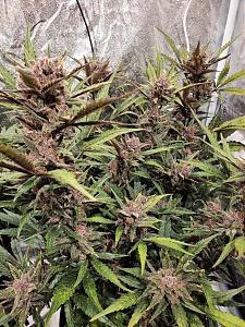 Click image for larger version

Name:	20200223_172951-1209x1612.jpg
Views:	562
Size:	1.01 MB
ID:	378282