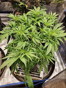 Click image for larger version

Name:	20200223_172944-1209x1612.jpg
Views:	566
Size:	961.5 KB
ID:	378280