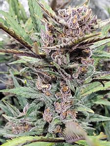 Click image for larger version

Name:	20200223_173012-1209x1612.jpg
Views:	557
Size:	807.8 KB
ID:	378284