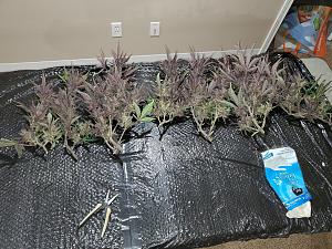 Click image for larger version

Name:	20200301_045959-1612x1209.jpg
Views:	566
Size:	864.7 KB
ID:	380078