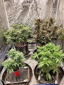 Click image for larger version

Name:	20200223_172612-1209x1612.jpg
Views:	567
Size:	1,005.9 KB
ID:	378279