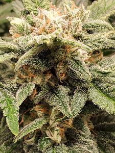 Click image for larger version

Name:	20200223_173050-1209x1612.jpg
Views:	583
Size:	659.2 KB
ID:	378278