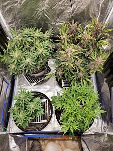 Click image for larger version

Name:	20200223_172617-1209x1612.jpg
Views:	546
Size:	996.2 KB
ID:	378281