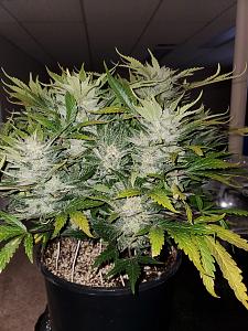 Click image for larger version

Name:	20200307_153725_copy_1209x1612.jpg
Views:	532
Size:	735.2 KB
ID:	381894