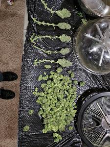 Click image for larger version

Name:	20200307_162742_copy_1209x1612.jpg
Views:	515
Size:	889.4 KB
ID:	381896