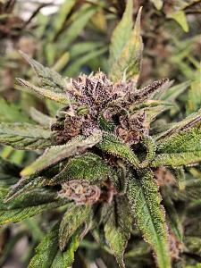 Click image for larger version  Name:	20200216_044538-1209x1612.jpg Views:	0 Size:	643.5 KB ID:	376236