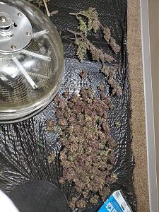 Click image for larger version

Name:	20200301_055446-1209x1612.jpg
Views:	551
Size:	893.0 KB
ID:	380083