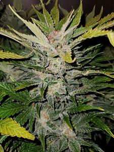 Click image for larger version

Name:	20200307_153745_copy_1209x1612.jpg
Views:	520
Size:	833.5 KB
ID:	381893