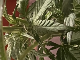 Click image for larger version

Name:	B0BF475F-C38E-4B74-8132-B391D4AC2DA6.jpeg
Views:	393
Size:	28.1 KB
ID:	383533