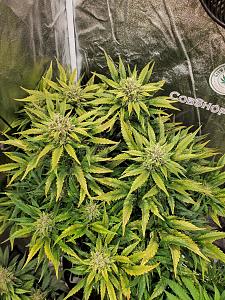 Click image for larger version

Name:	20200529_002532_copy_1209x1612.jpg
Views:	452
Size:	1.11 MB
ID:	410678