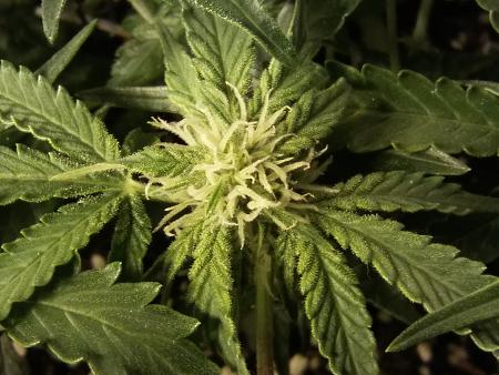 Click image for larger version

Name:	20170211_074519.jpg
Views:	214
Size:	5.46 MB
ID:	54918