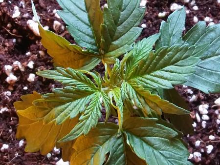 Click image for larger version

Name:	20170211_073831.jpg
Views:	206
Size:	5.95 MB
ID:	54921