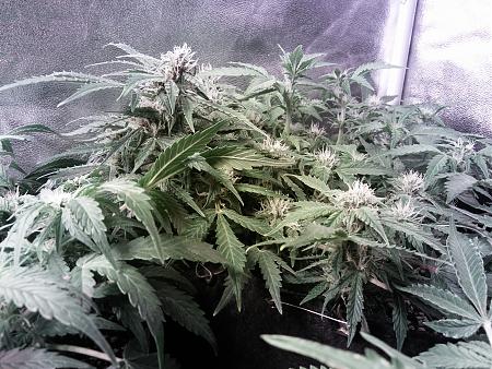 Click image for larger version

Name:	20170211_074533.jpg
Views:	224
Size:	7.78 MB
ID:	54917