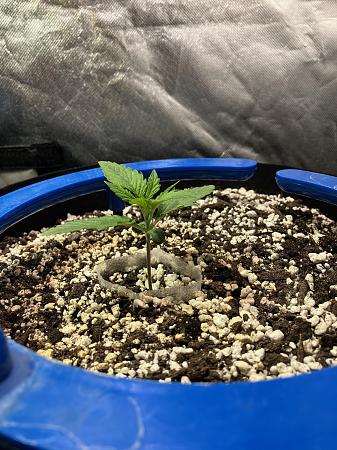 Click image for larger version

Name:	IMG_0693.jpg
Views:	0
Size:	1.02 MB
ID:	664413