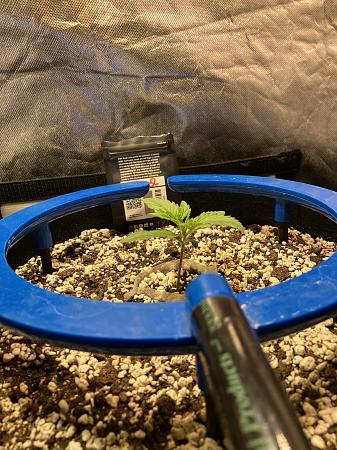 Click image for larger version

Name:	IMG_0694.jpg
Views:	0
Size:	1.08 MB
ID:	664414