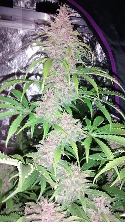 Click image for larger version

Name:	IMG_20180111_112525000.jpg
Views:	261
Size:	984.9 KB
ID:	163084