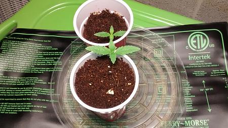 Click image for larger version

Name:	IMG_20180114_084757011.jpg
Views:	260
Size:	926.4 KB
ID:	163955